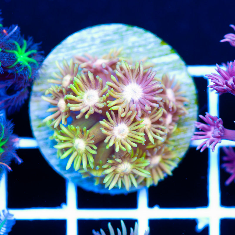Lazys Hellfire Goniopora