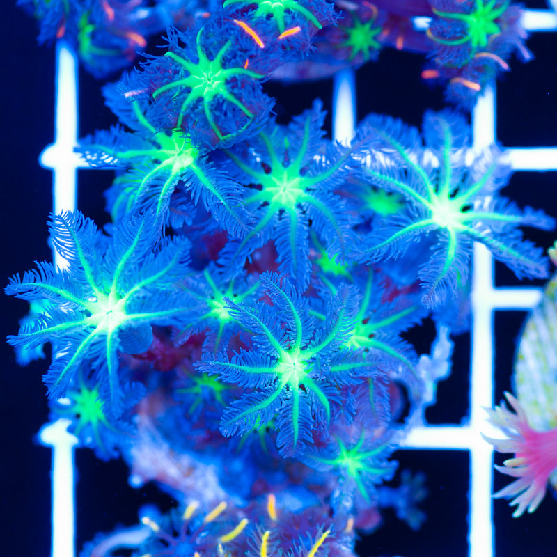 Alieneye Clove Polyps