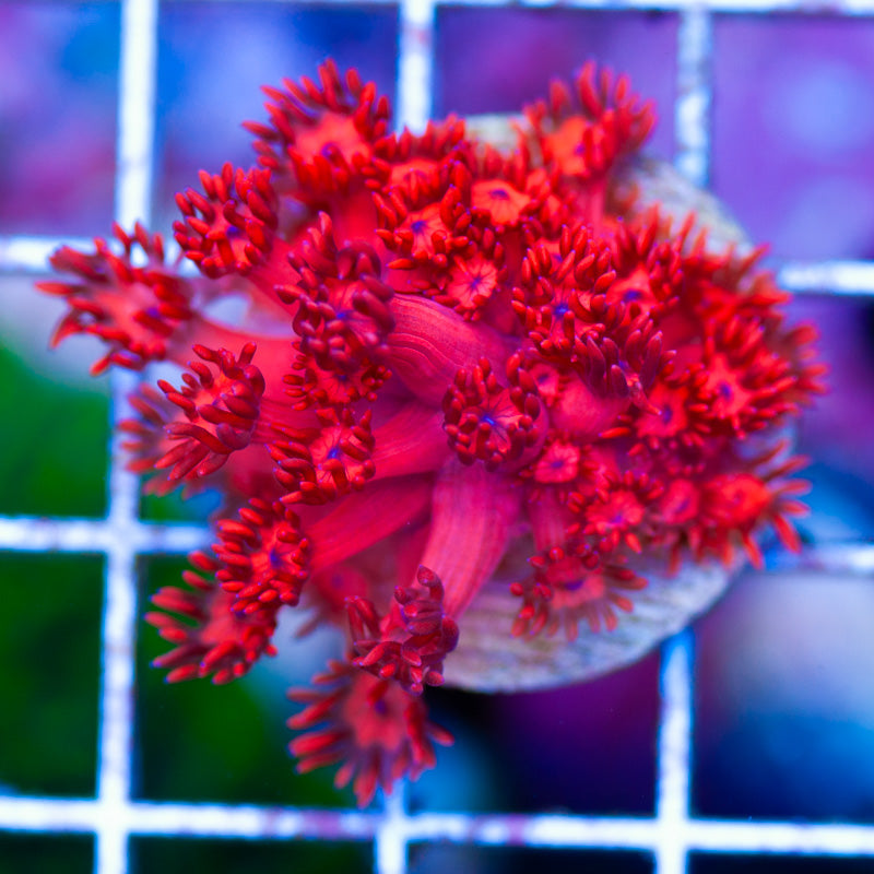 ORA Ultra Red Goniopora #1