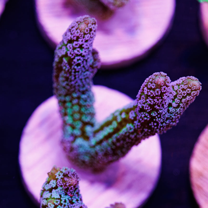 Auction Lazy's Blue Zing