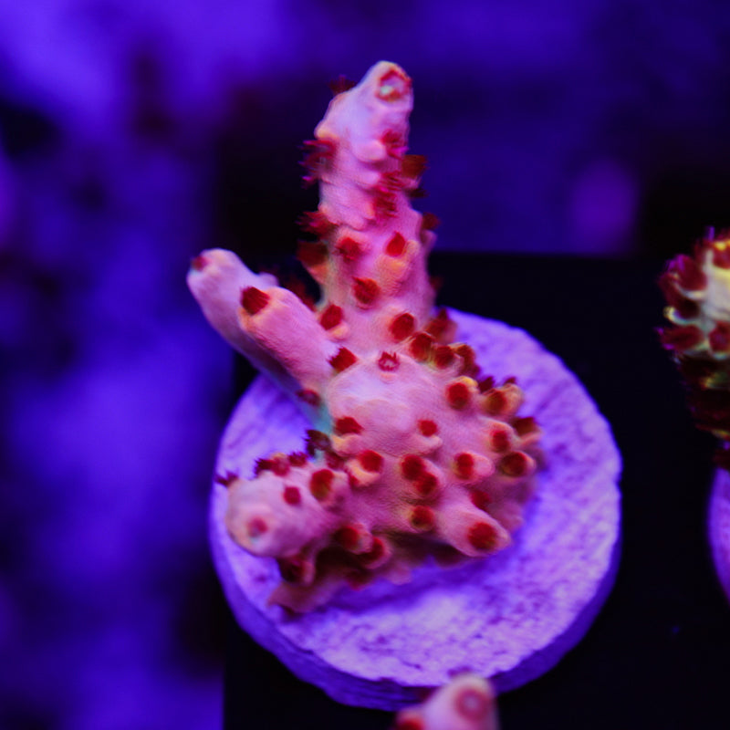 Auction CC Pink Smoothie