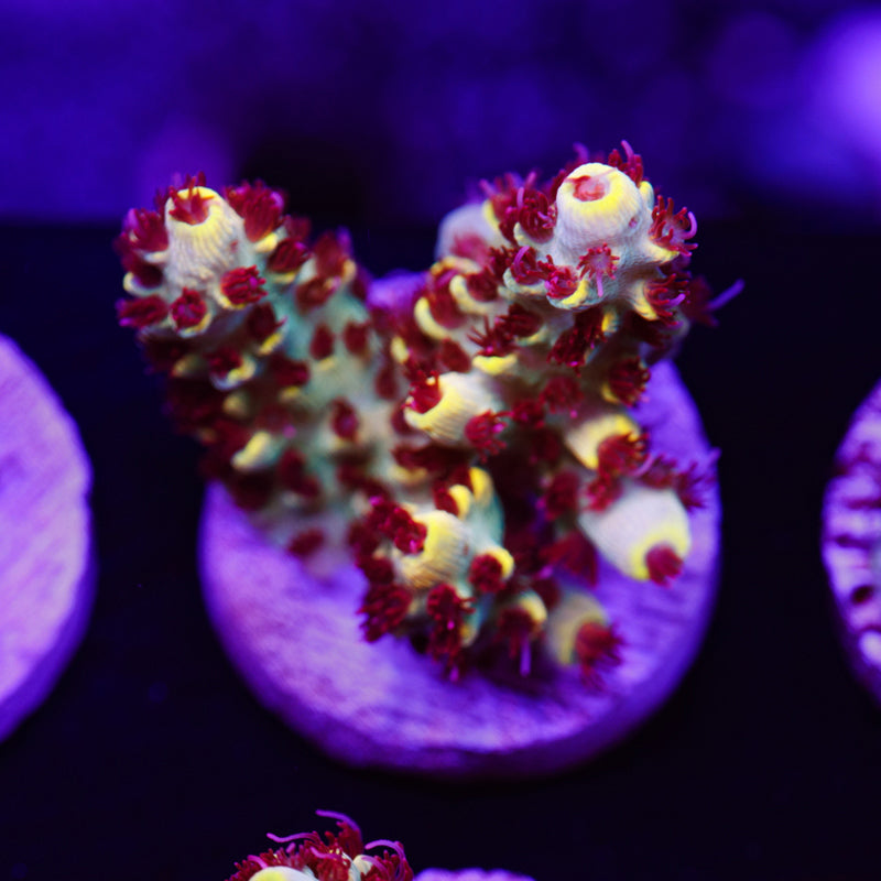 Auction Tyree Pink Floyd