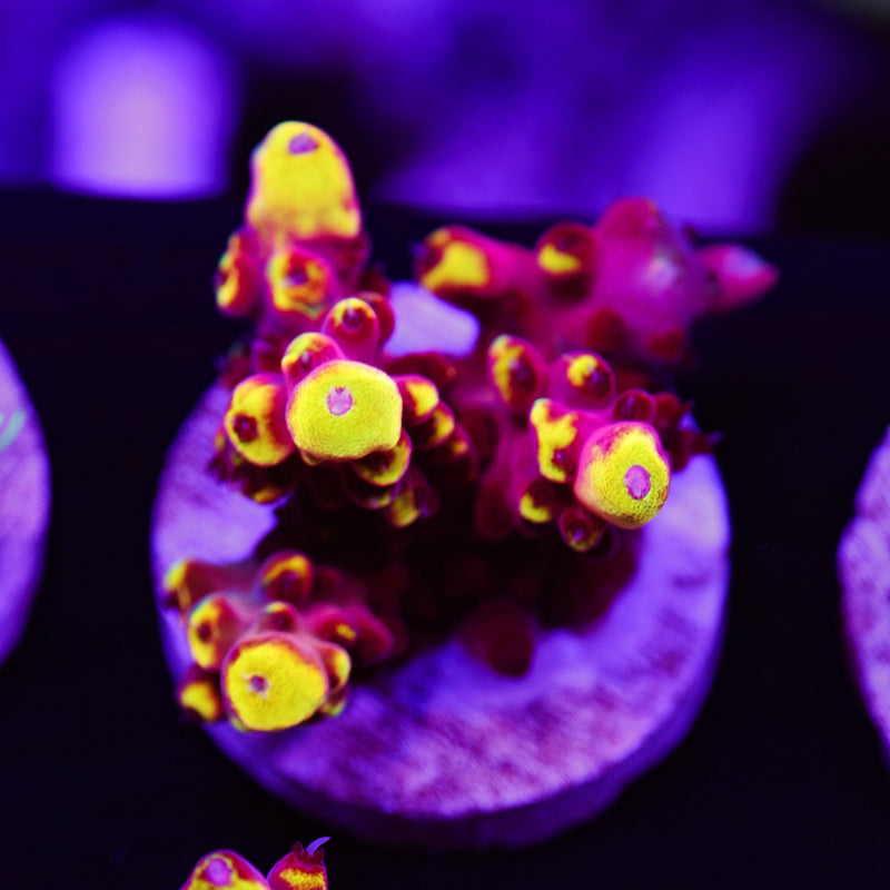 Auction Fox Flame #1