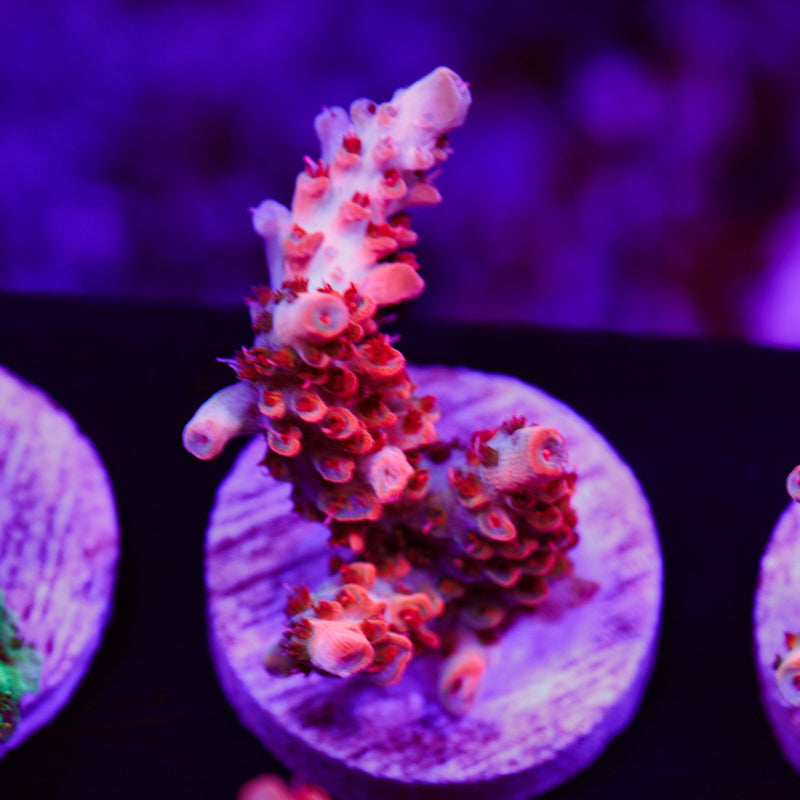 Auction CB Maleficent