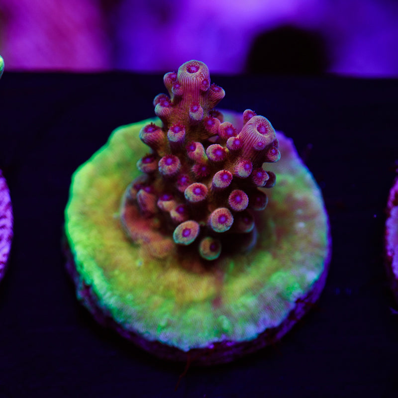 Auction RRC Pink Cadillac #3