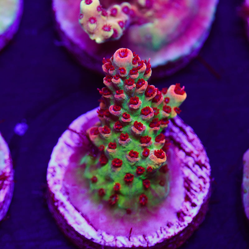 Auction TSA Princess Peach