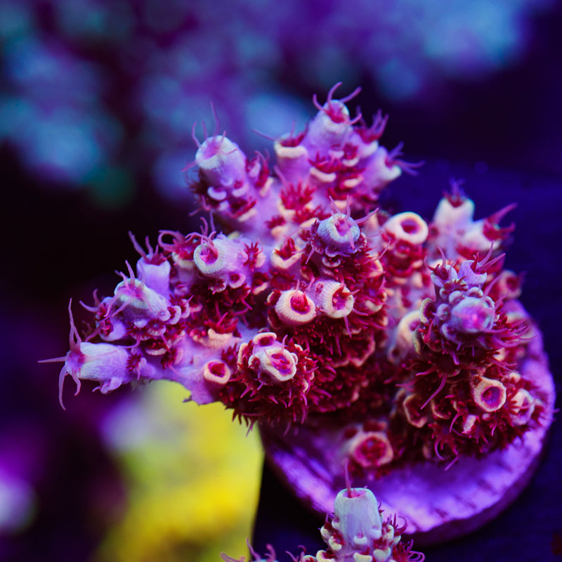 Auction TSA Rainbow Sherbert