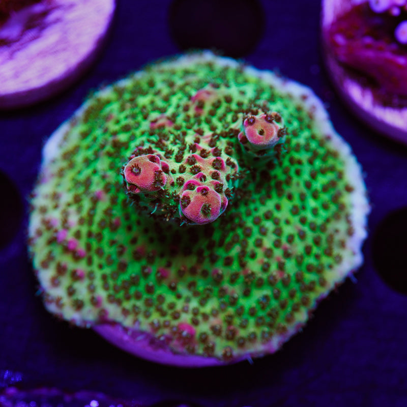 Auction TSA Four Loko