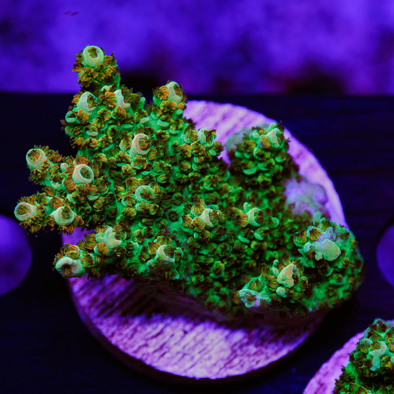 Auction BC Aquaticman Table