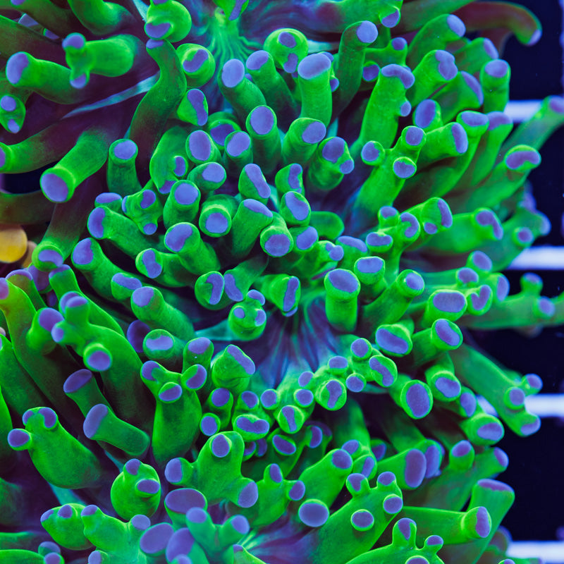 Auction Blu Tip Frammer