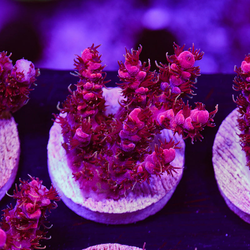 Auction WWC Pink Passion #1