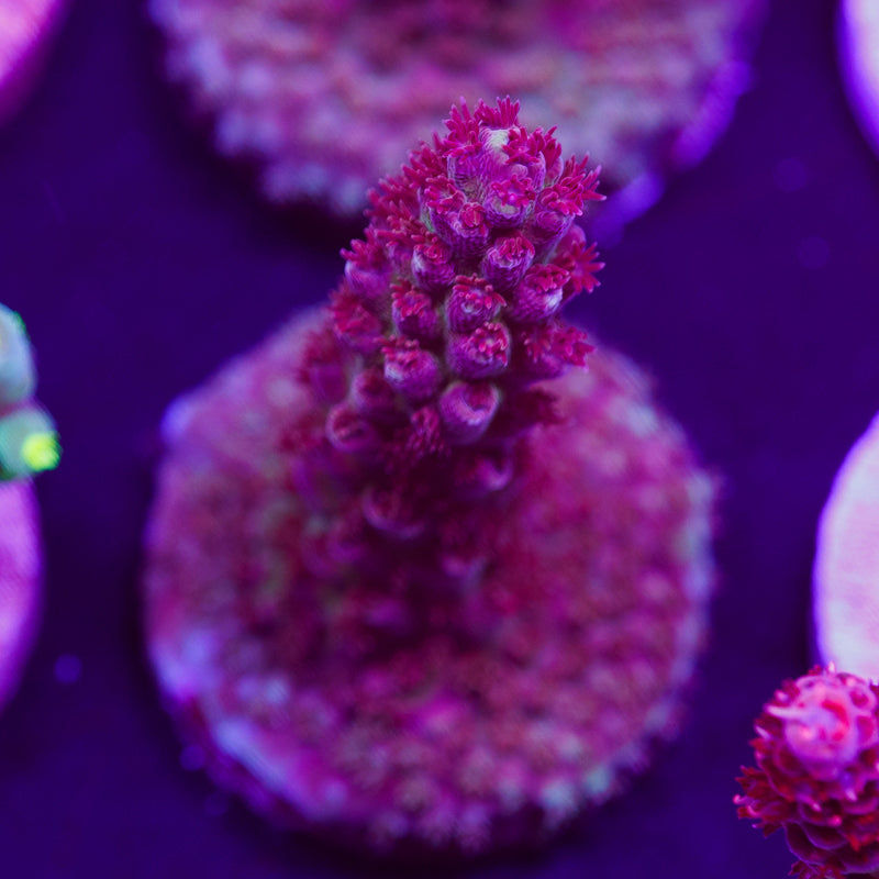 Auction Sanjay's Grape Concord