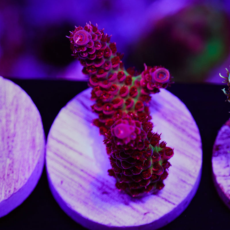 Auction TSA Princess Peach