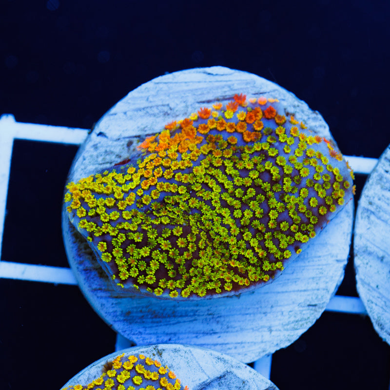 Auction Tyree Rainbow Monti #1