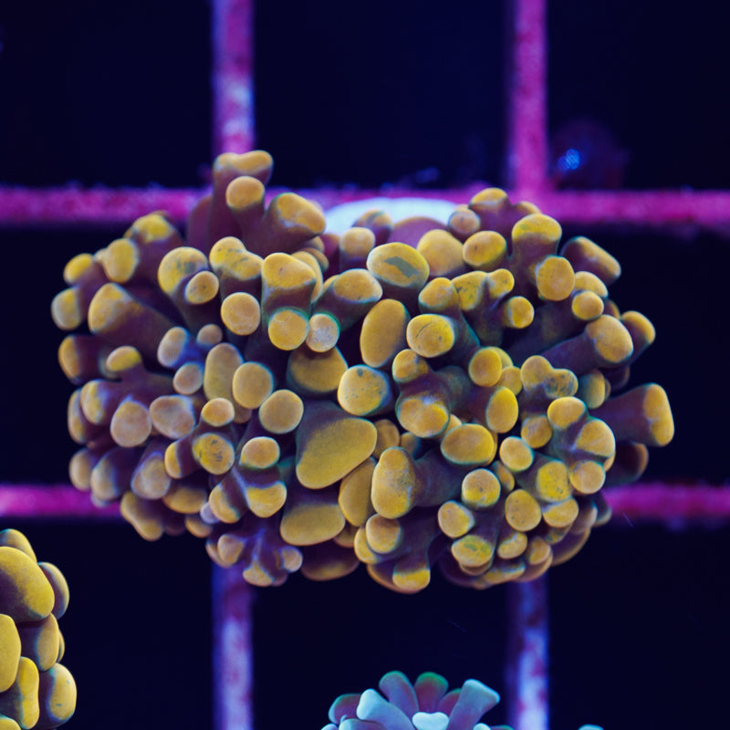 Auction CC Orange Hammer