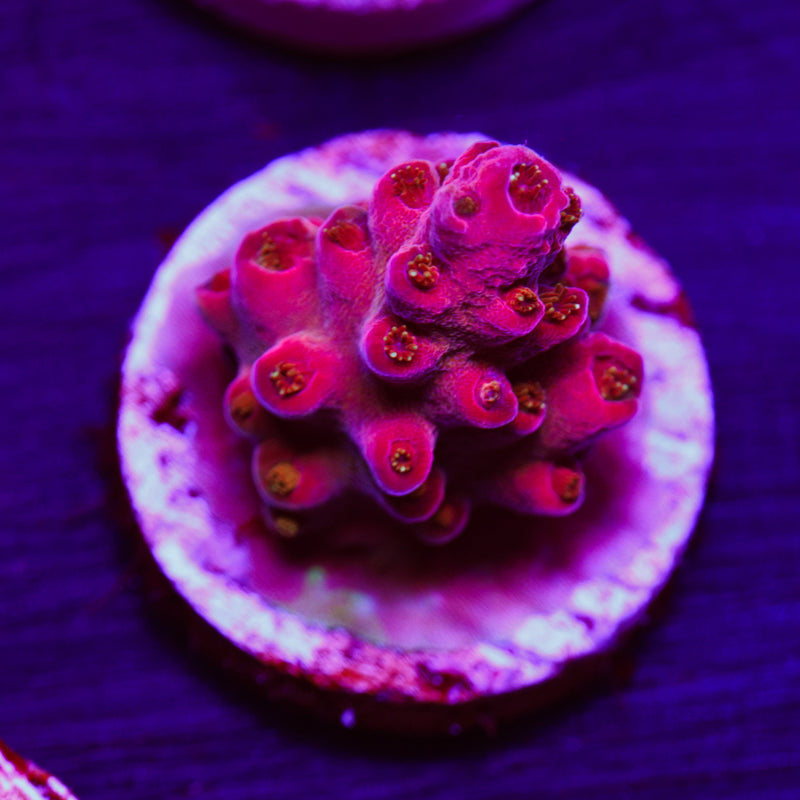 Auction JF Frankies Neophobia #1