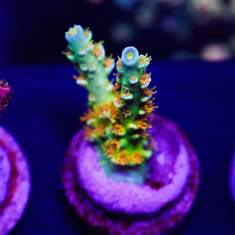 Auction SC Orange Passion