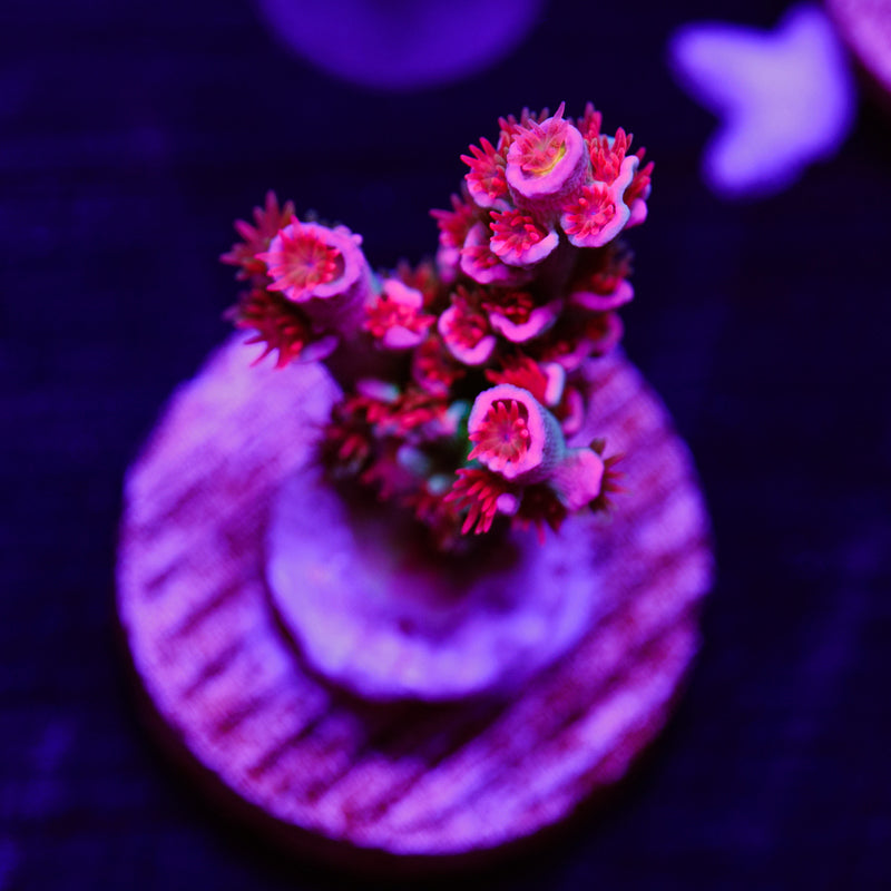 Auction CC Pink Highlighter #1