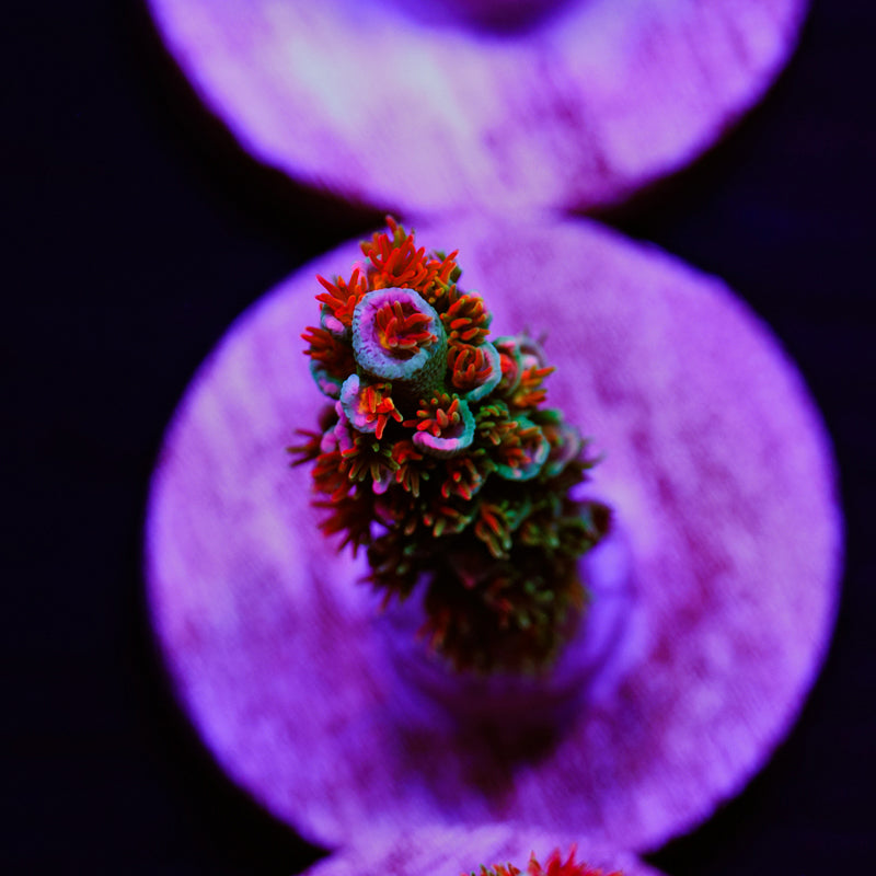 Auction JF Blowtorch #2