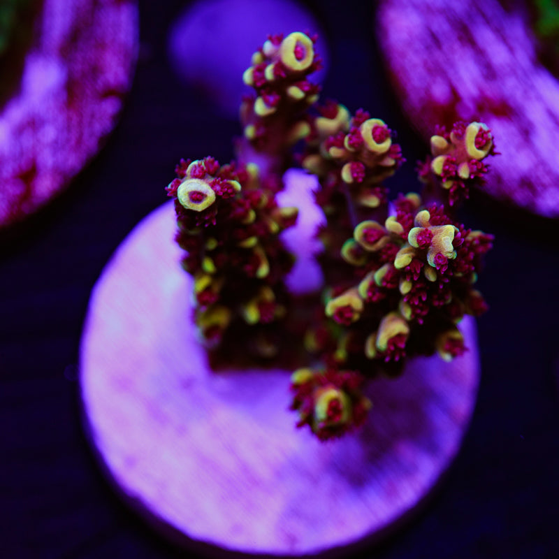 Auction RRC Pink Cadillac #1