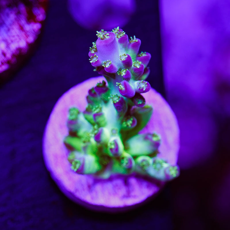 Auction OG ORA Pearlberry