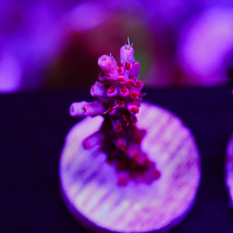 Auction Pink Orchid #1