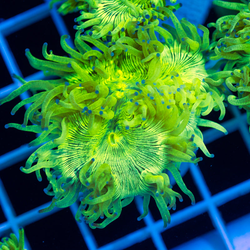 Auction CC Bulletproof Elegance