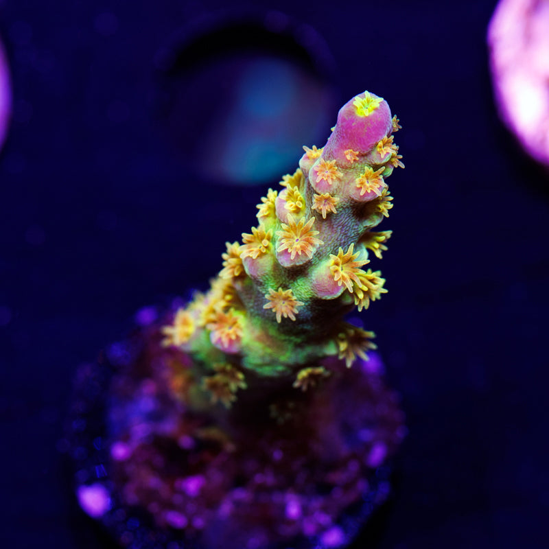 Auction BigR Walt Disney