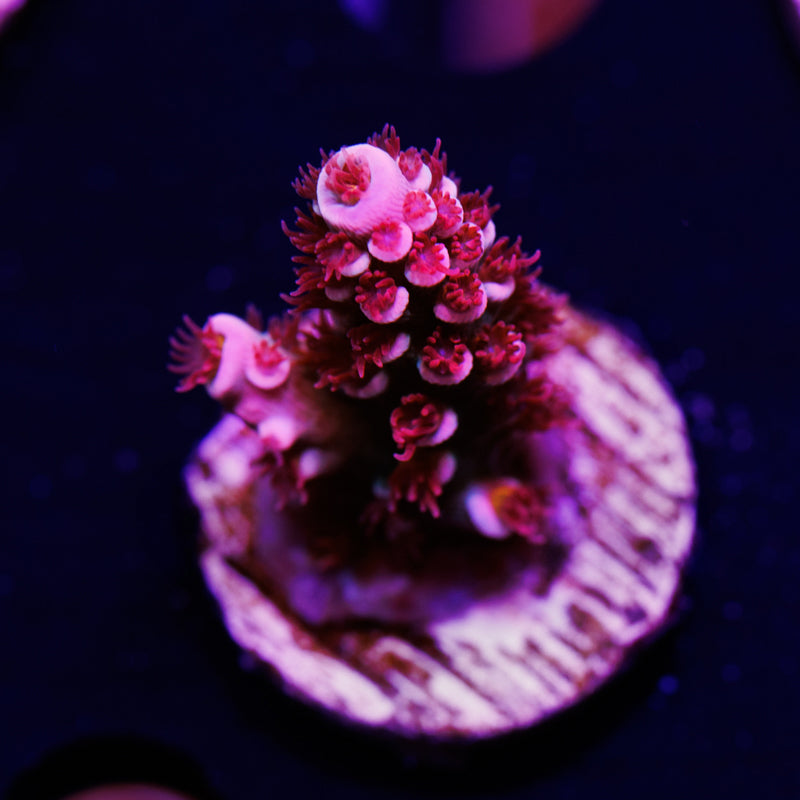 Auction TGC Cherry Bomb