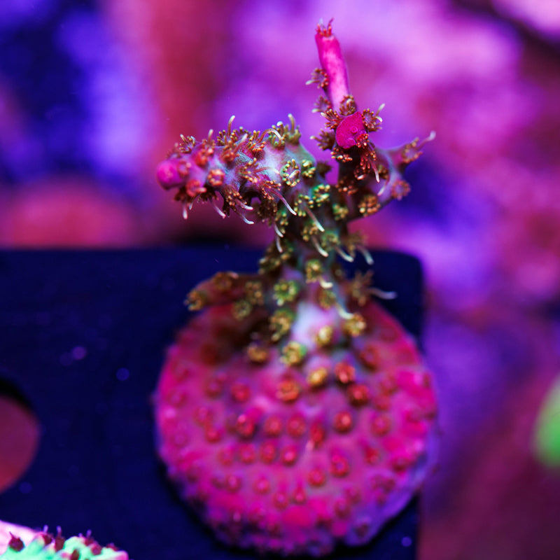 Auction Vivid Confetti