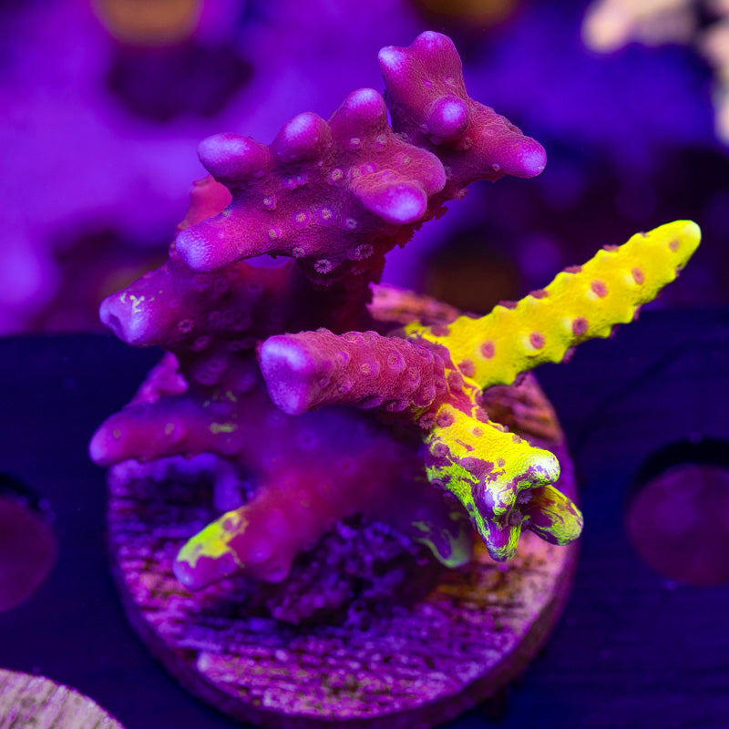 RR Grafted Lemon Kiwi Anacropora