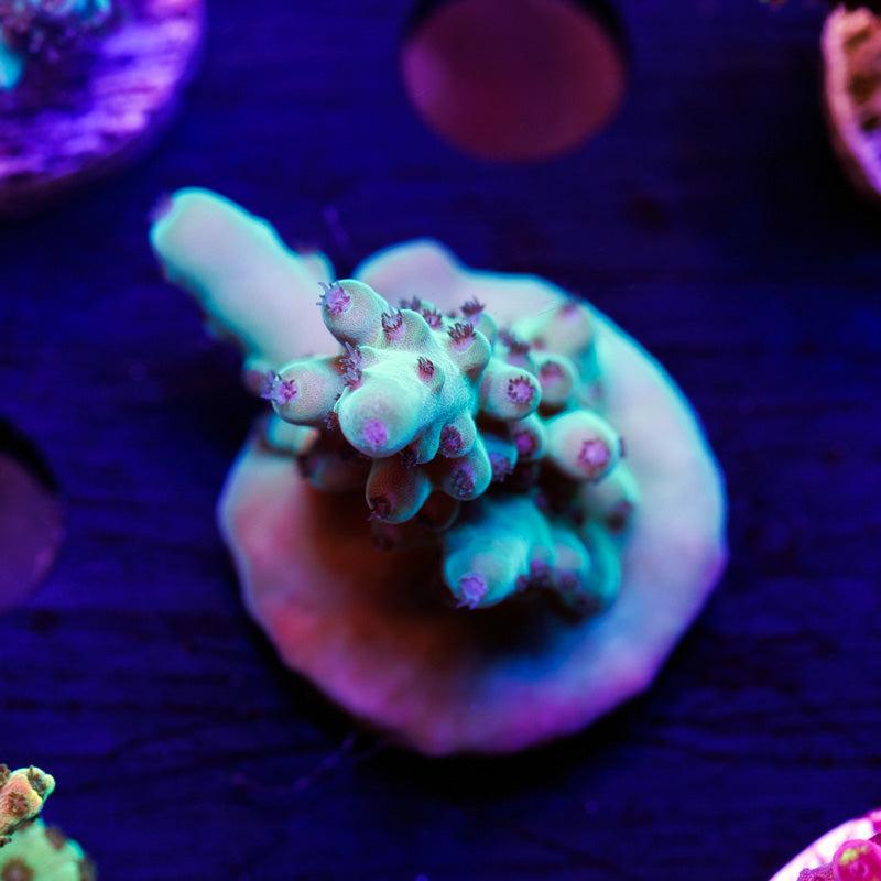 Auction CC Blue Thunder Granulosa