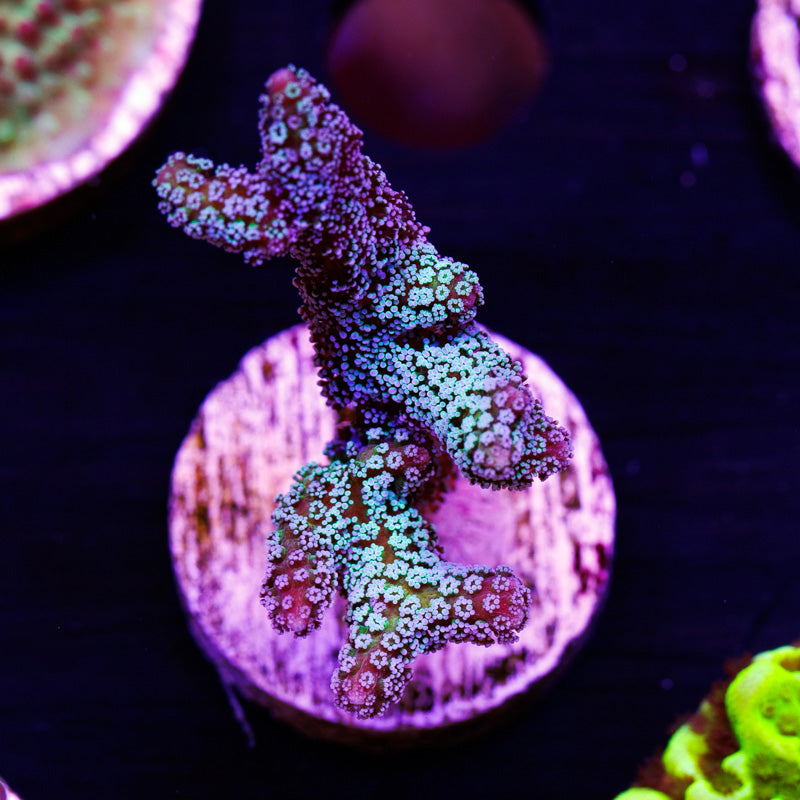 Auction Lazy's Blue Zing