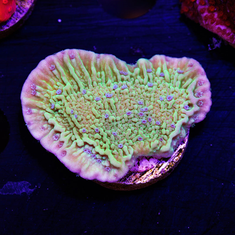 Auction Tyree Flower Petal Monti