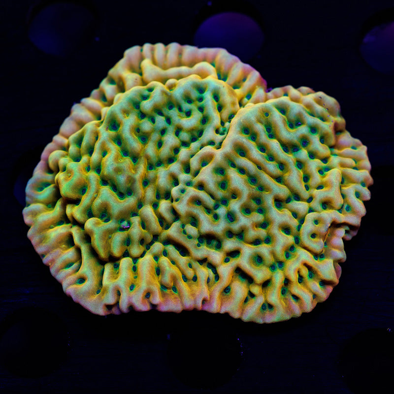 Auction WWC Kung Pao Monti XL