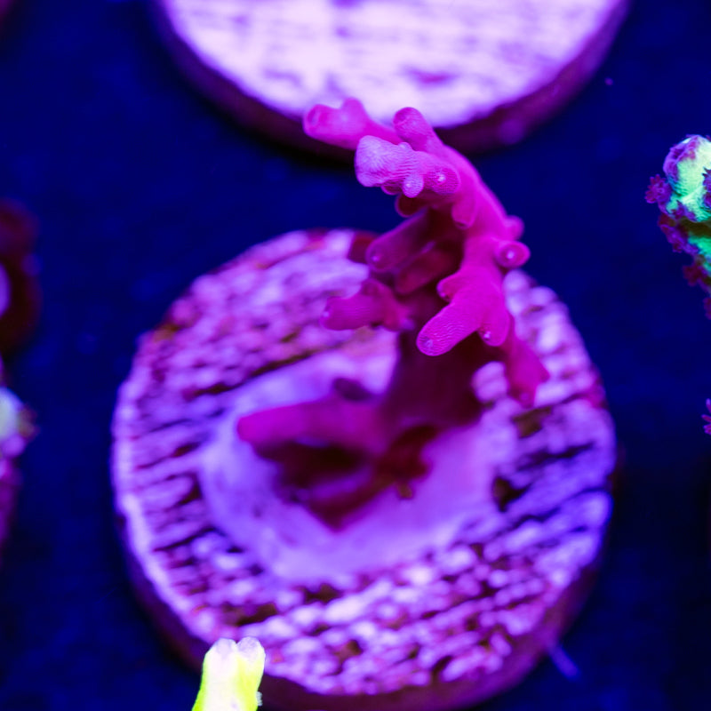 Bioreef Anacropora #3