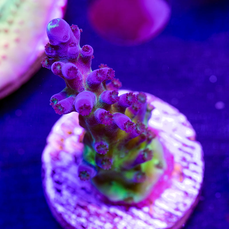 Nick's Purple Passion #2