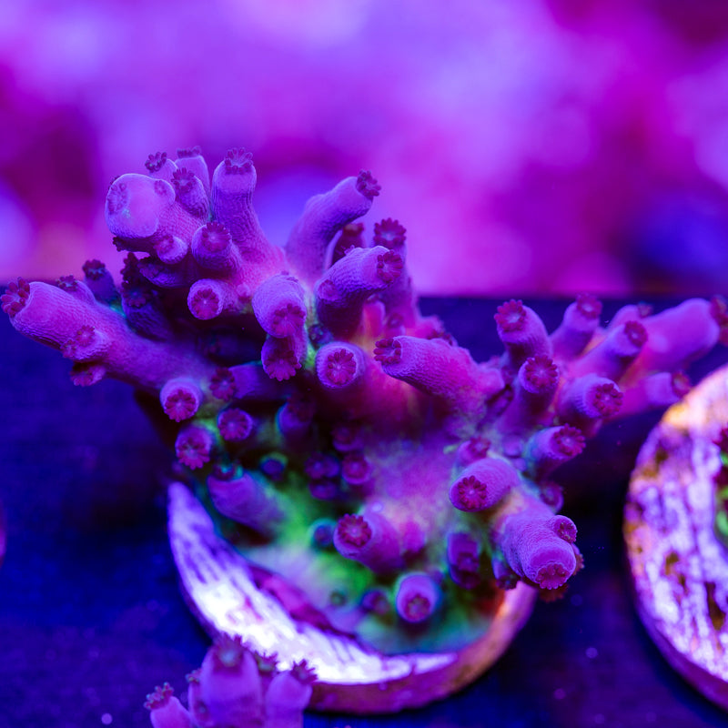 Nick's Purple Passion #4