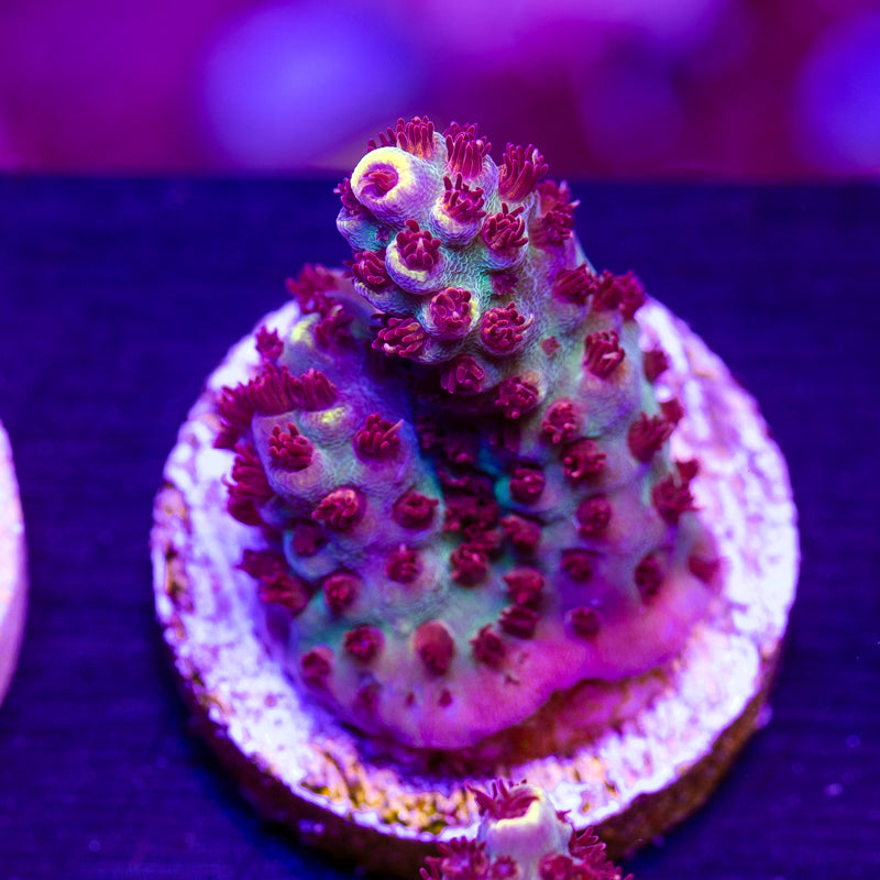 WWC Super Red Polyp Clathrata #2