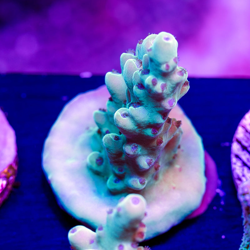 CC Blue Thunder Granulosa #3