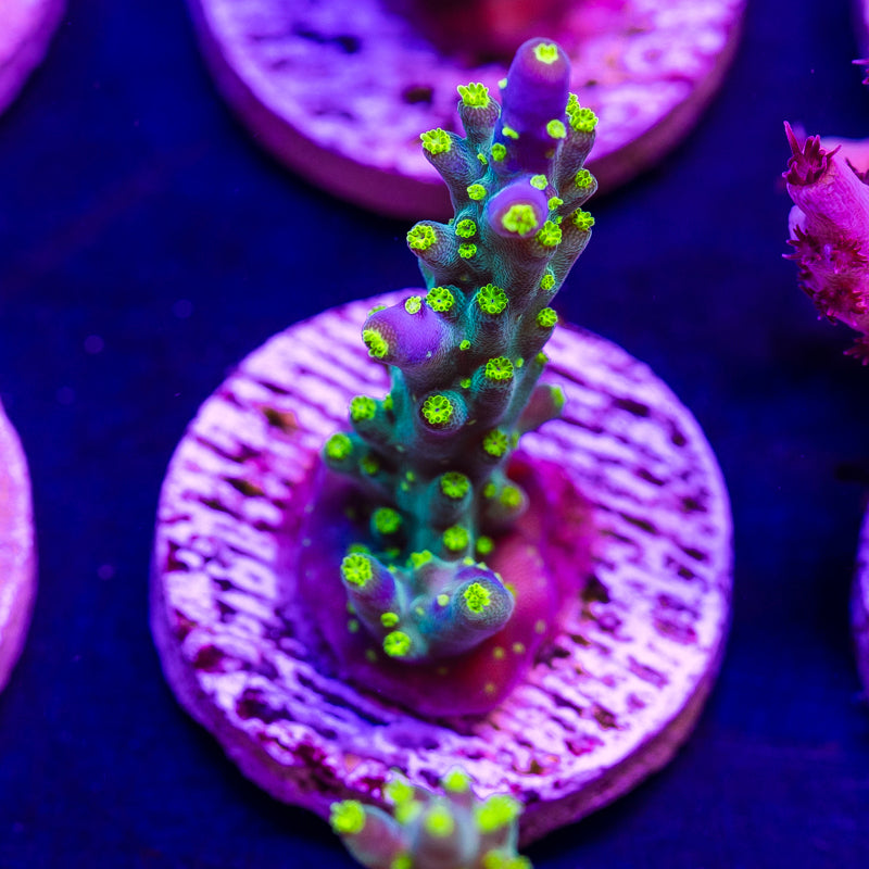 CC Ultimate Bonsai #2
