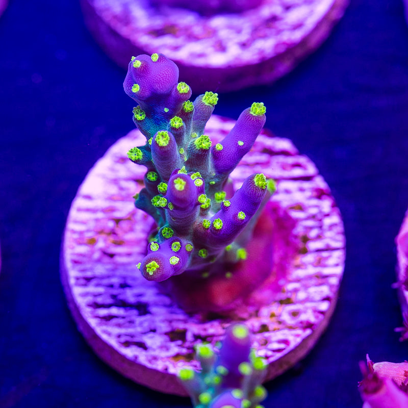 CC Ultimate Bonsai #3