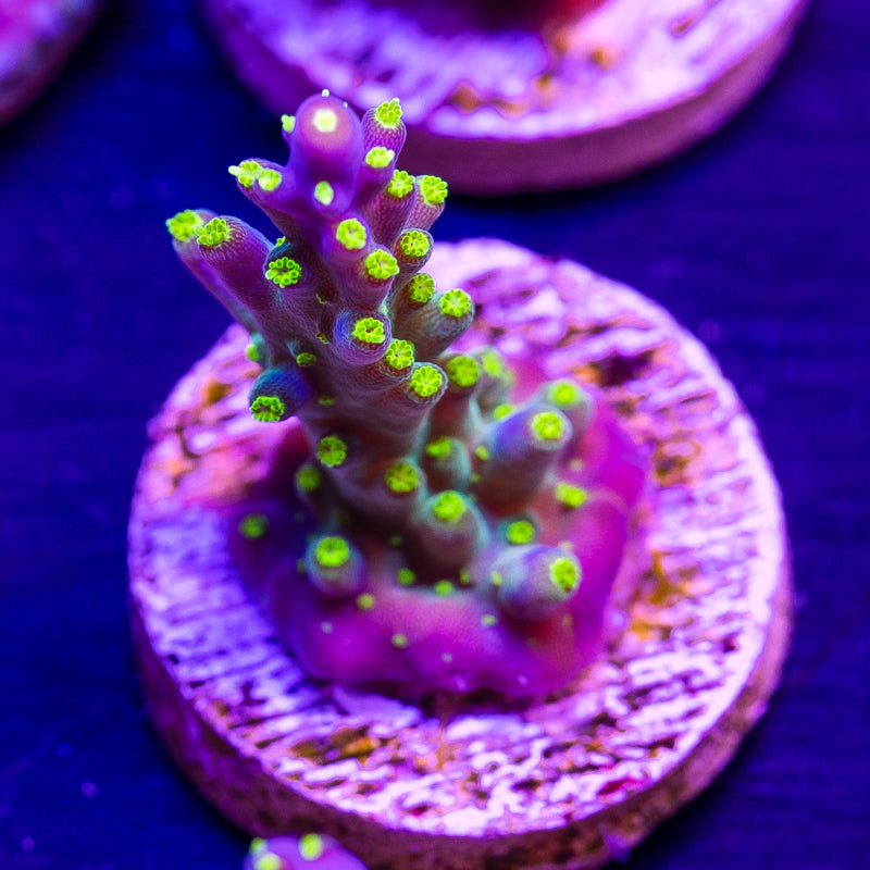 CC Ultimate Bonsai #4