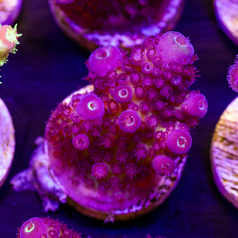 ORA Juicy Grape Humulis #4