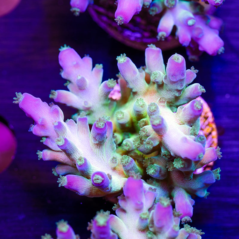 ORA Indiglow Acro #2