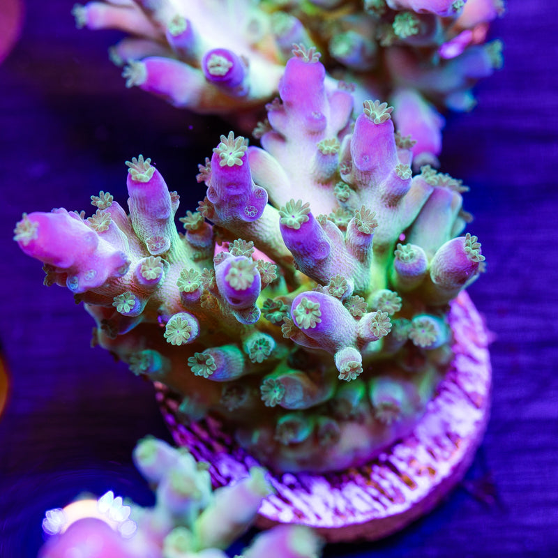 ORA Indiglow Acro #3