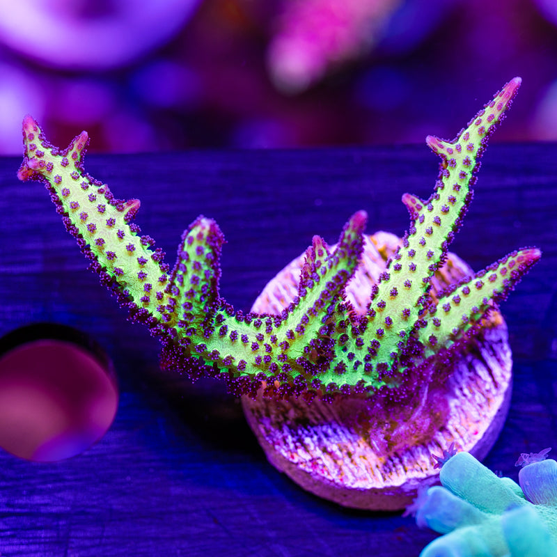 CC Purple Polyp Birdsnest #1
