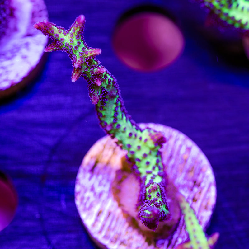 CC Purple Polyp Birdsnest #2