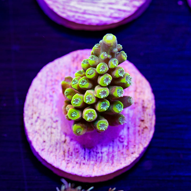 WWC King Fiji
