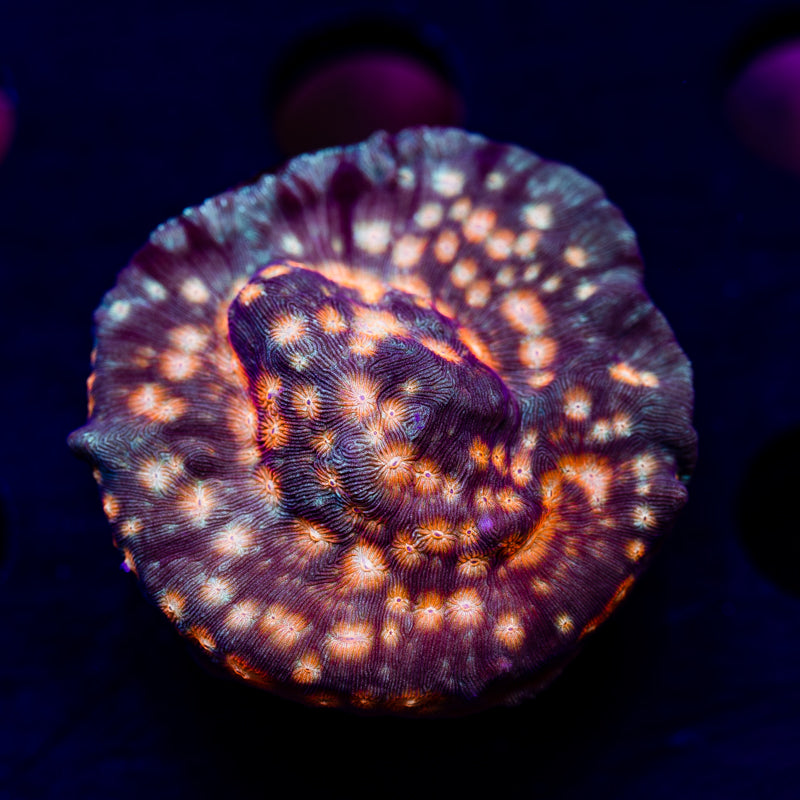 AOA Lava Flow Lepto